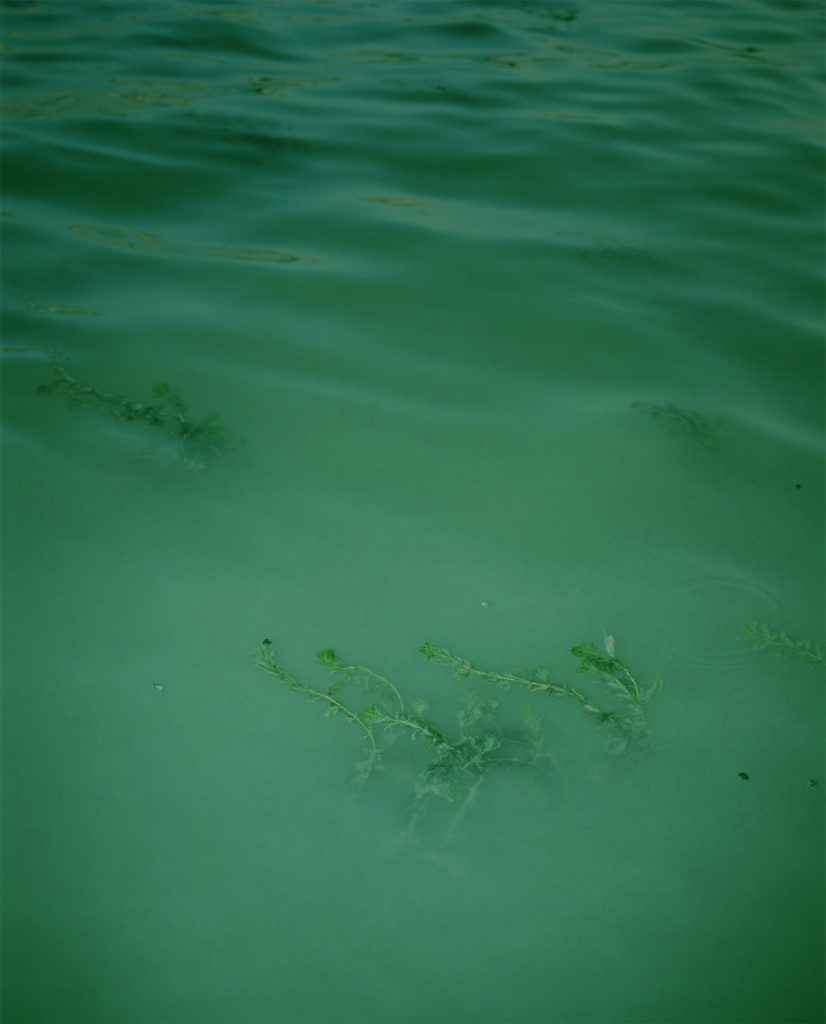 물풀 Water plant, 2015
