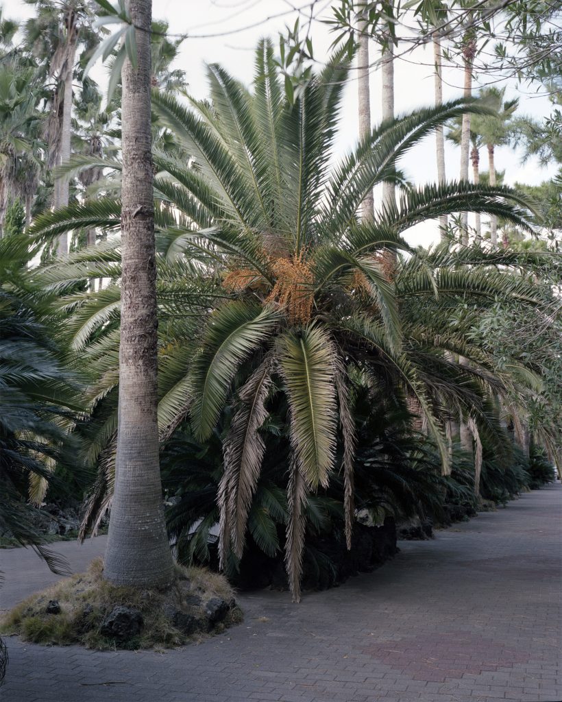 종려나무 Palm trees, 제주도 Jeju Island, 2017