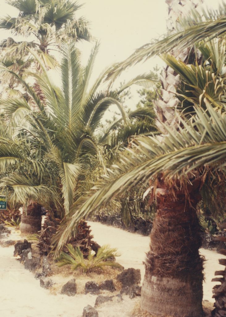 종려나무 Palm trees, 제주도 Jeju Island, 연도미상 Unidentified