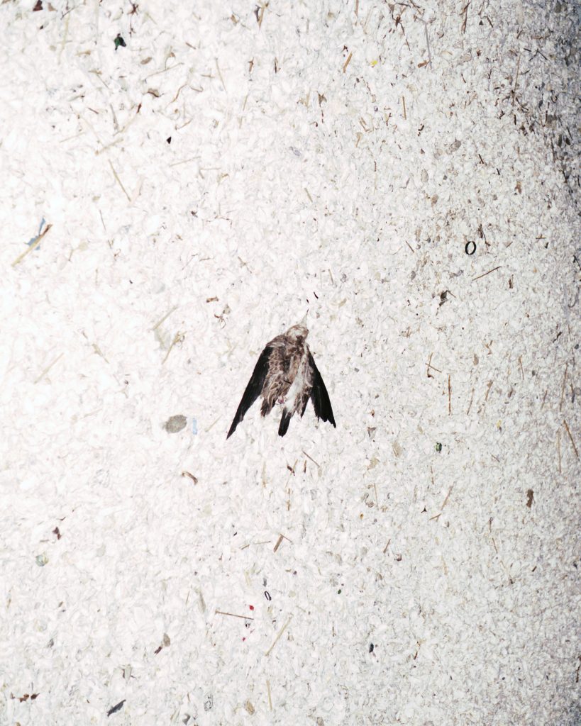 죽은 새 Bird, 2016