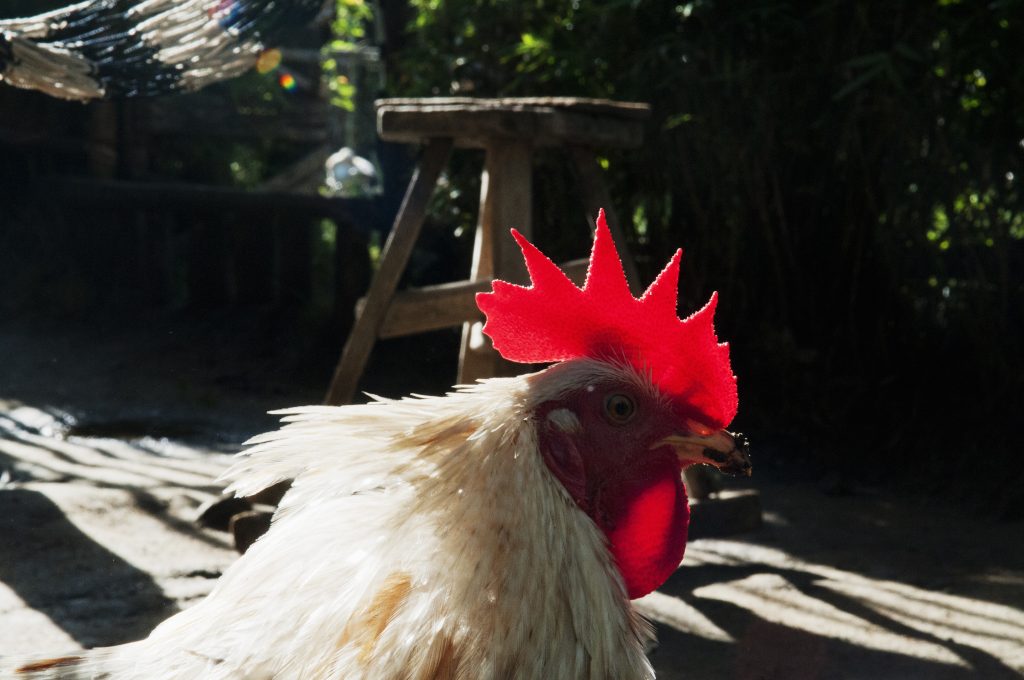 초청장 고향, 멀린, 필리핀, 2010, 7