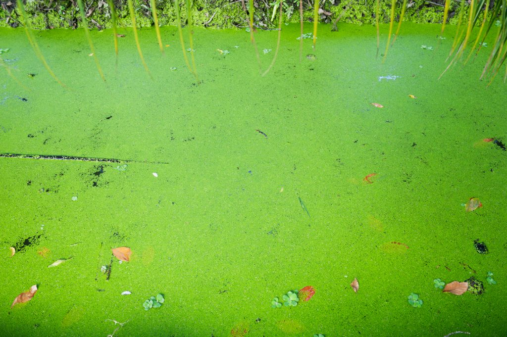 초청장 고향, 보티투, 베트남, 2011, 39