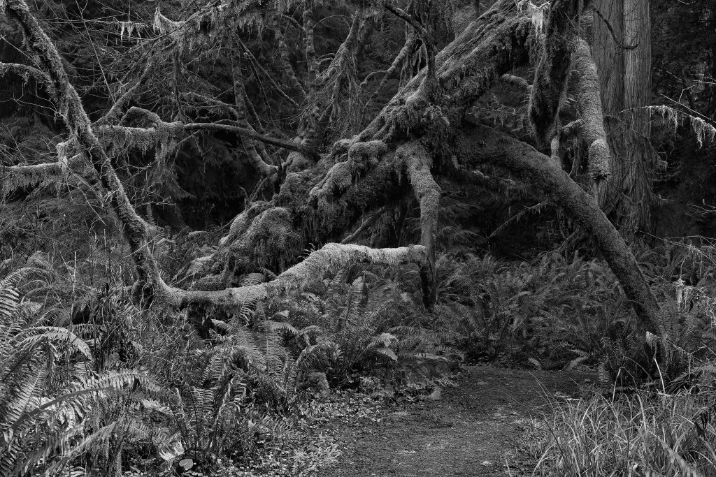 My-08, 60x90 cm, Digital Archival Pigment Print, 2015