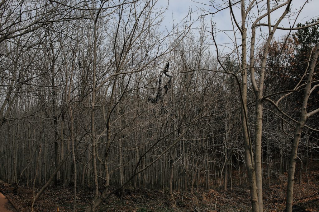 NL9352, 40x60cm, Archival Pigment Print, 2012