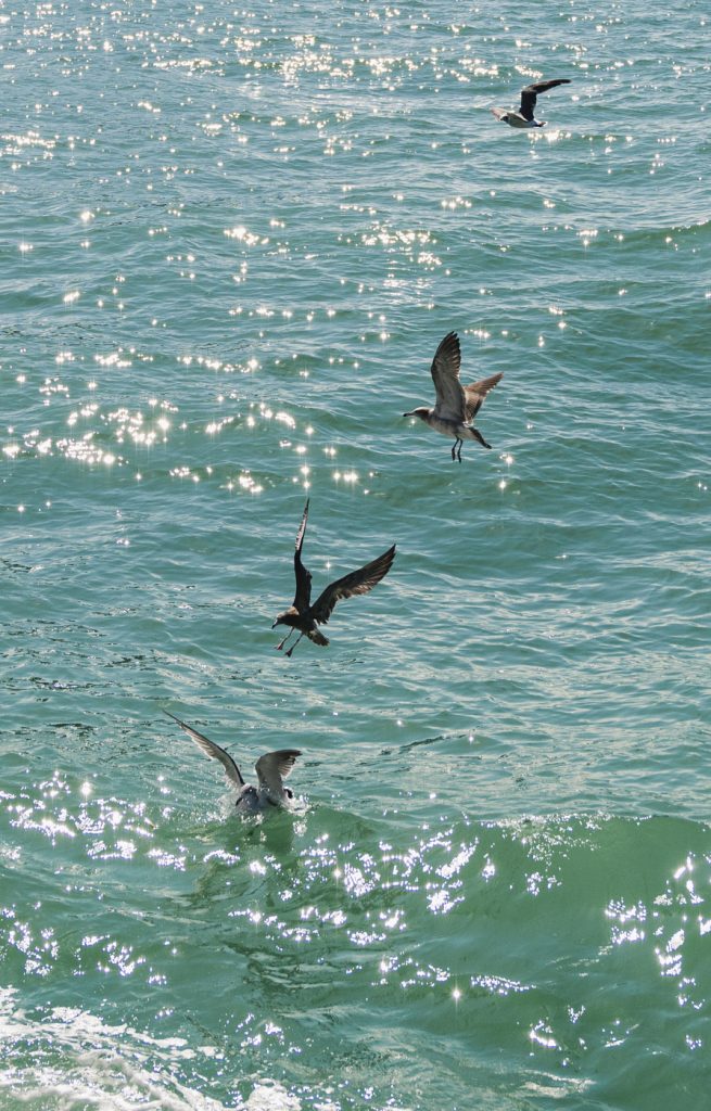 “새들도 혼자는 아니잖아”