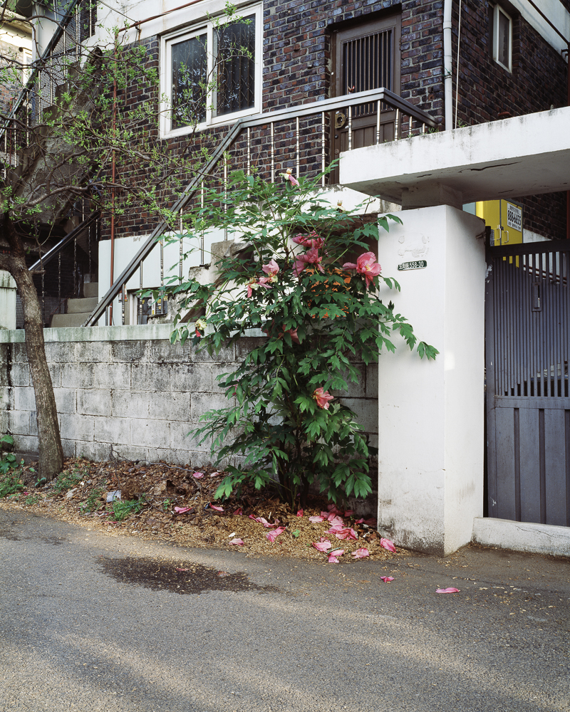 도화-주안 모란, 2013