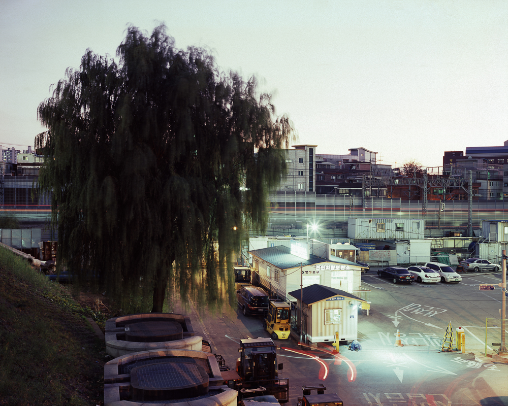 영등포-신길 버드나무, 2013