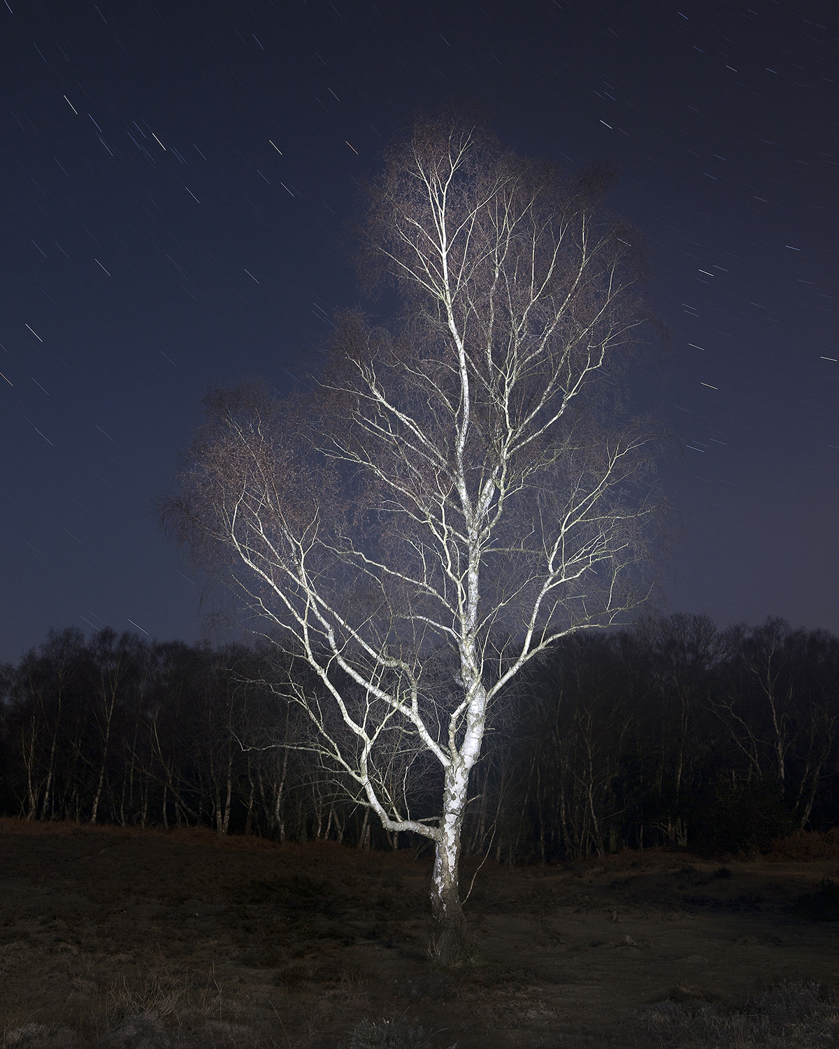 The Night Watch, Matley wood_80x106cm_transparency light box_2012