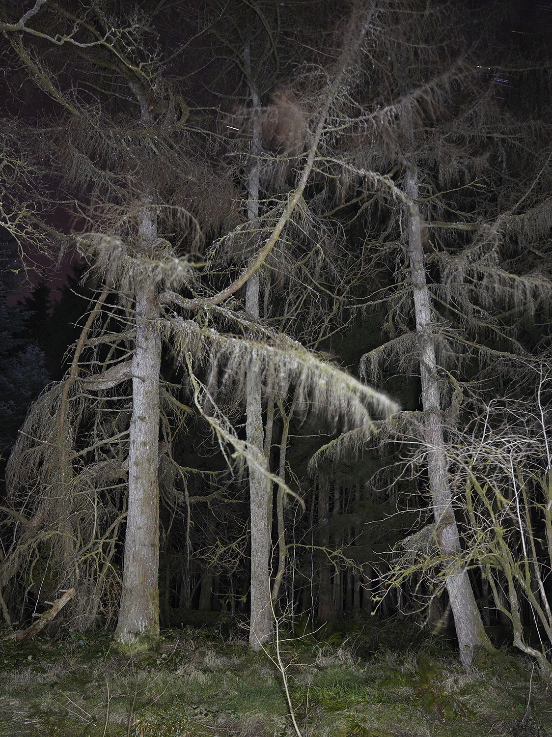 The Night Watch, Owl's Grove_100x133cm_Inkjet print_2016