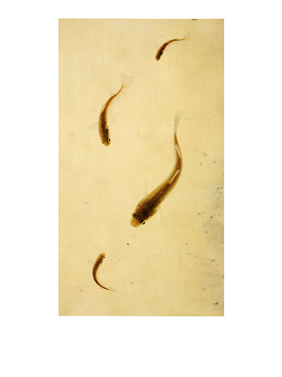 어해도_네 숭어_옺지에 잉크젯 프린트_가변사이즈_2007