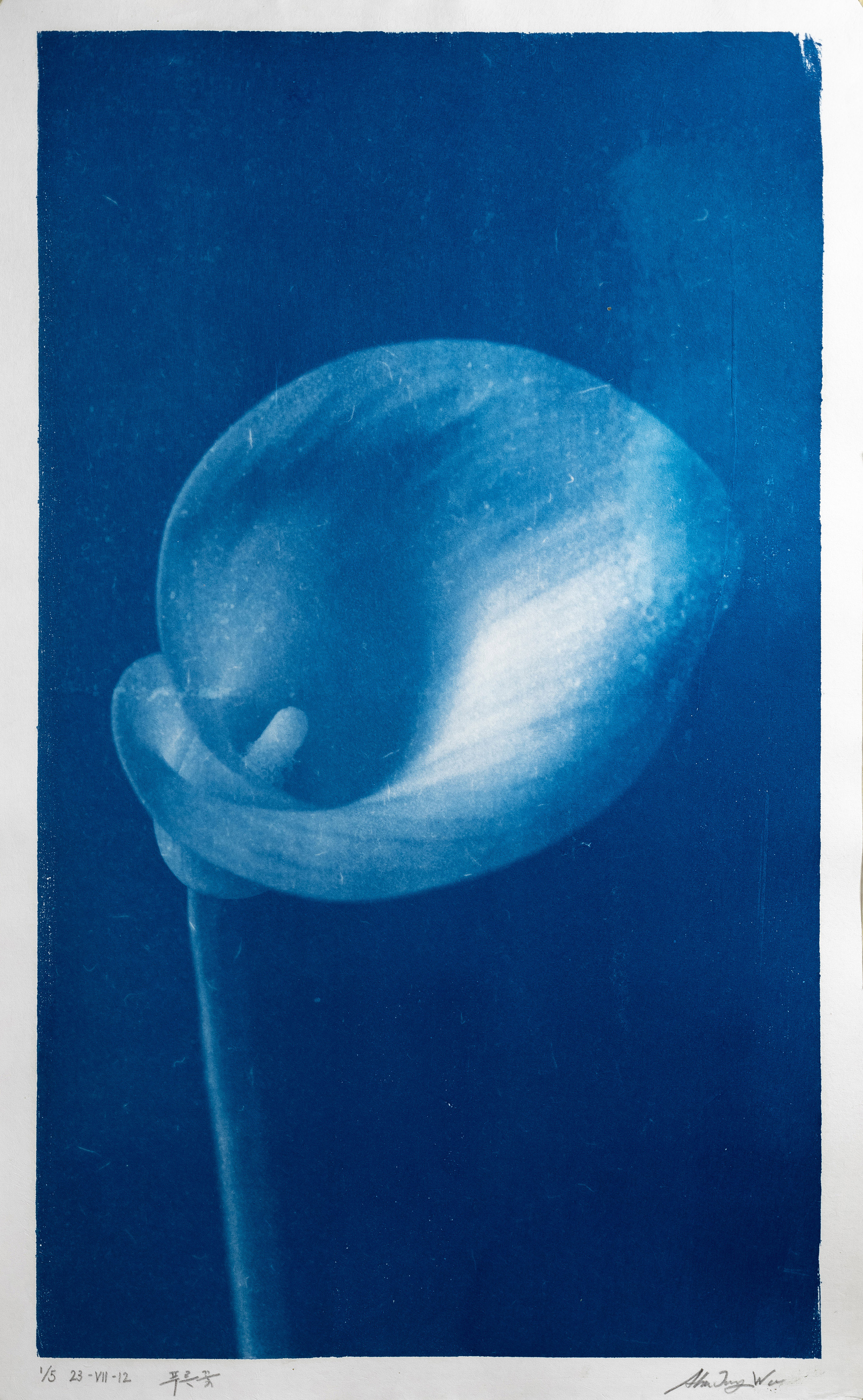 푸른꽃 Blue flower 23-VII-12 2023, 장지에 시아노타입 Cyanotype on korean paper