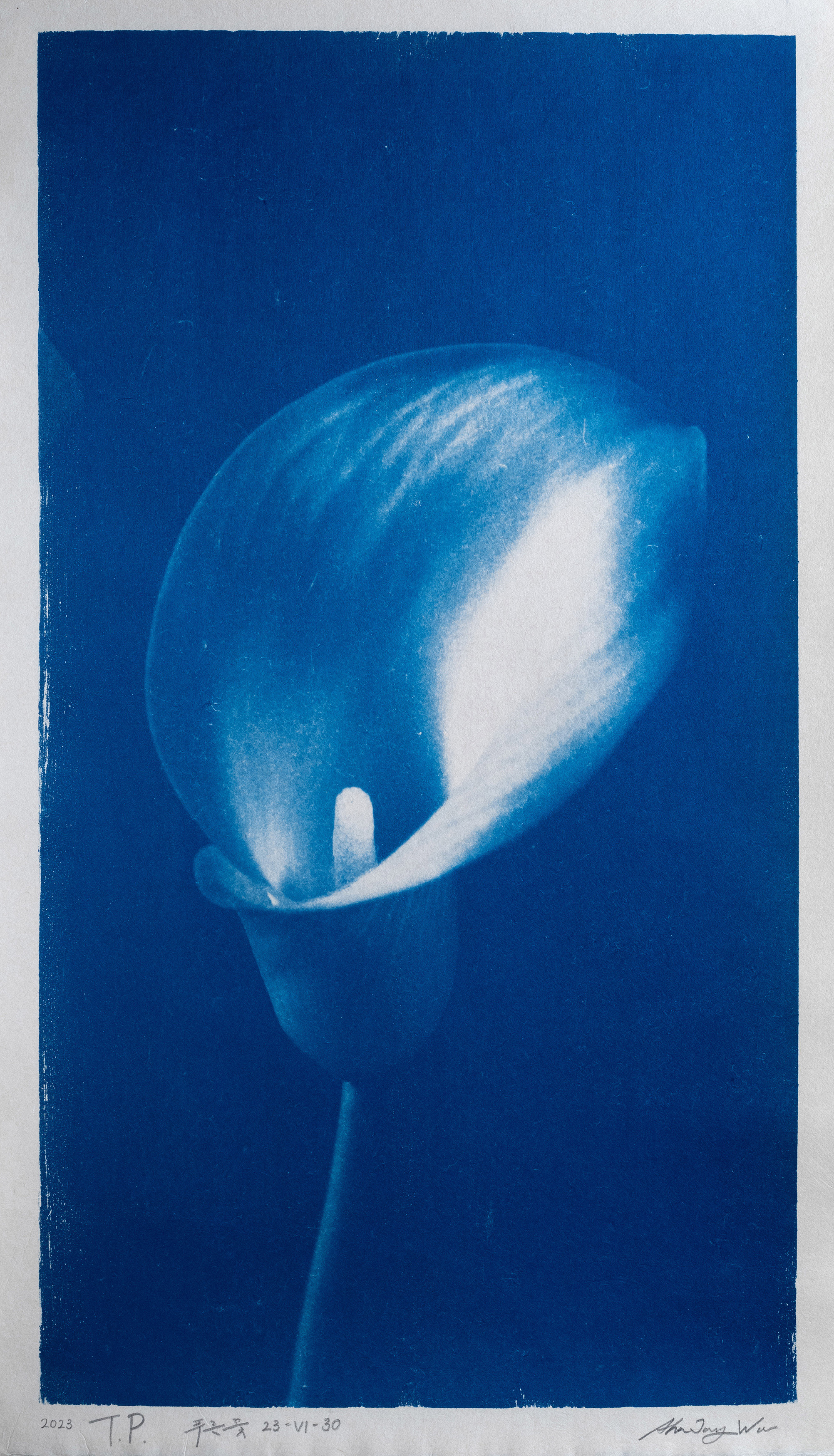 푸른꽃 Blue flower 23-VI-30 2023, 장지에 시아노타입 Cyanotype on korean paper 75 x 42cm