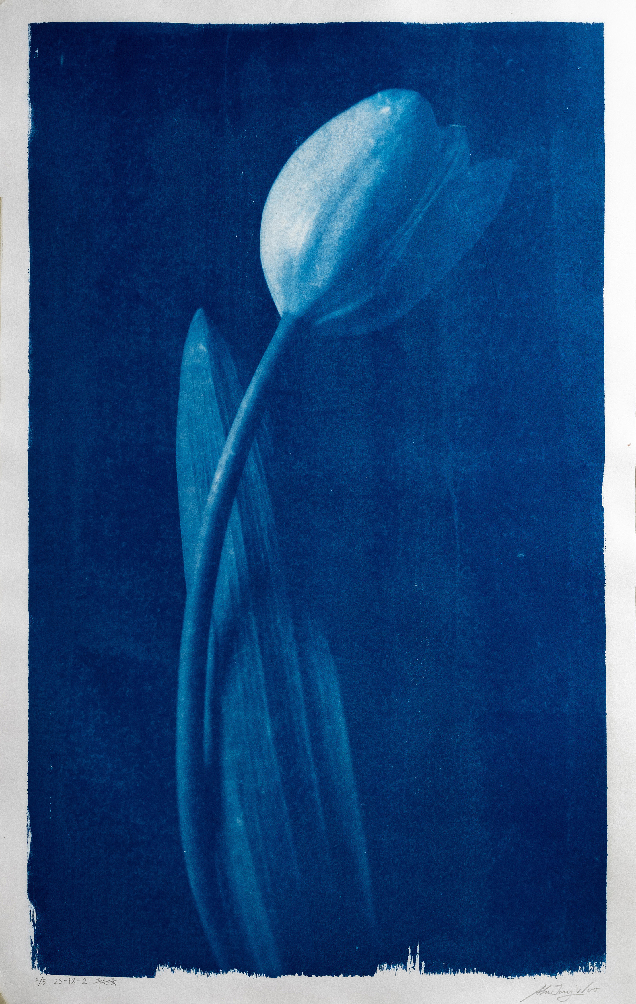 푸른꽃 Blue flower 23-IX-2 2023, 장지에 시아노타입 Cyanotype on korean paper 75 x 45cm