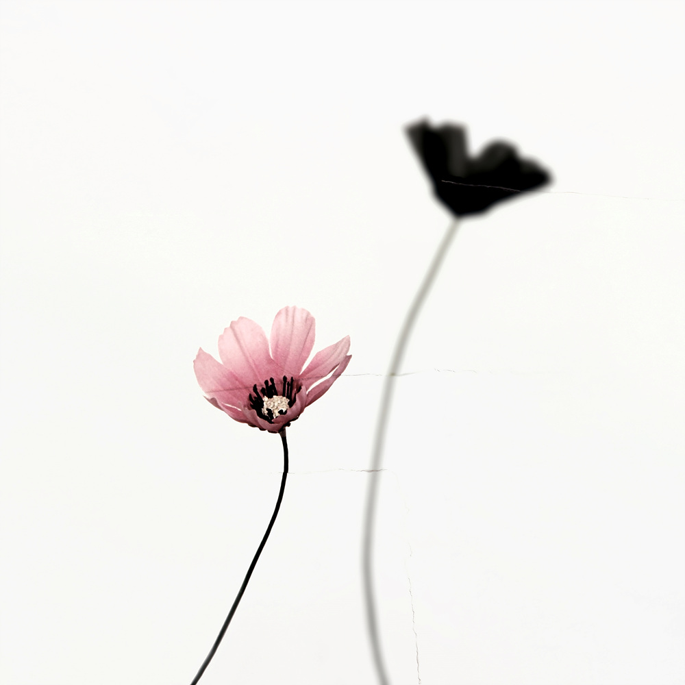 환등기로 비춘, 버려진 플라스틱 시리즈 #07