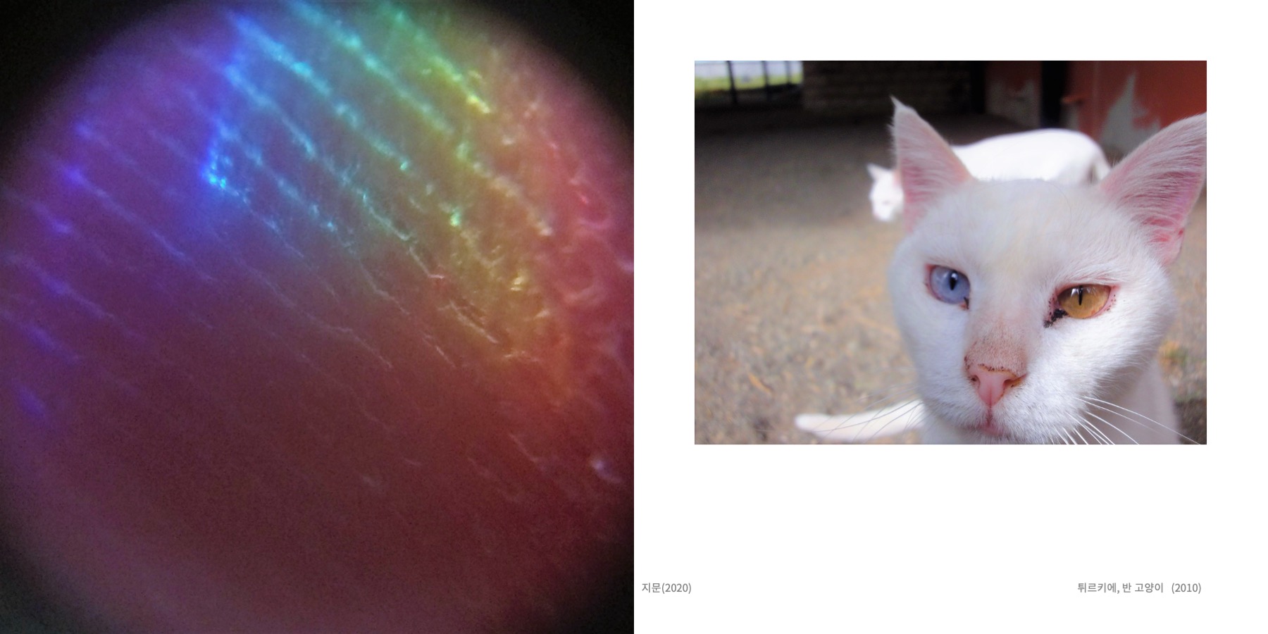 Somewhere Into The Rainbow 4