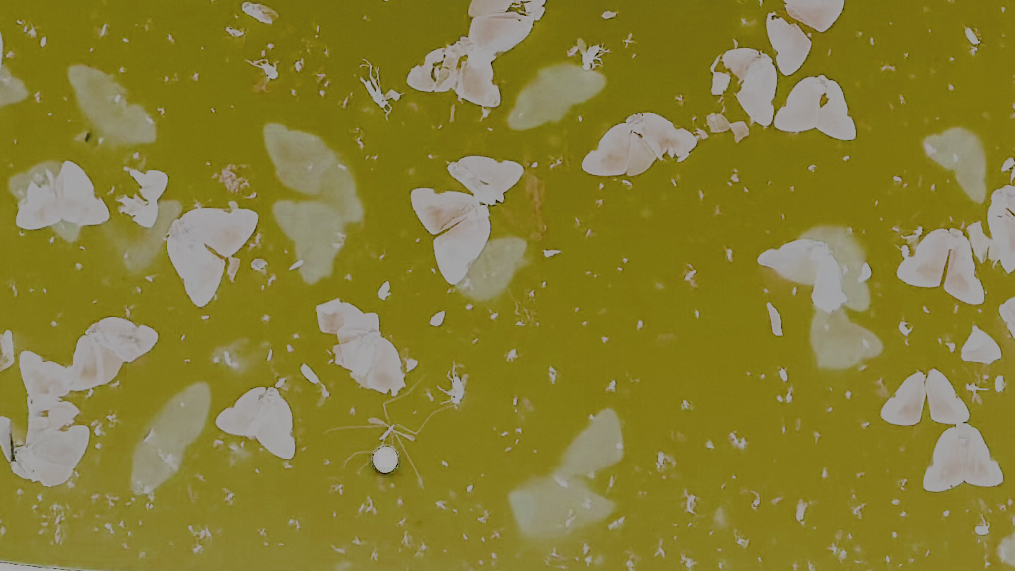 내일 건네줄 사과, 2024, 비디오, 단채널 비디오, 컬러, 사운드, 20분, 스틸 컷. (3)(1)