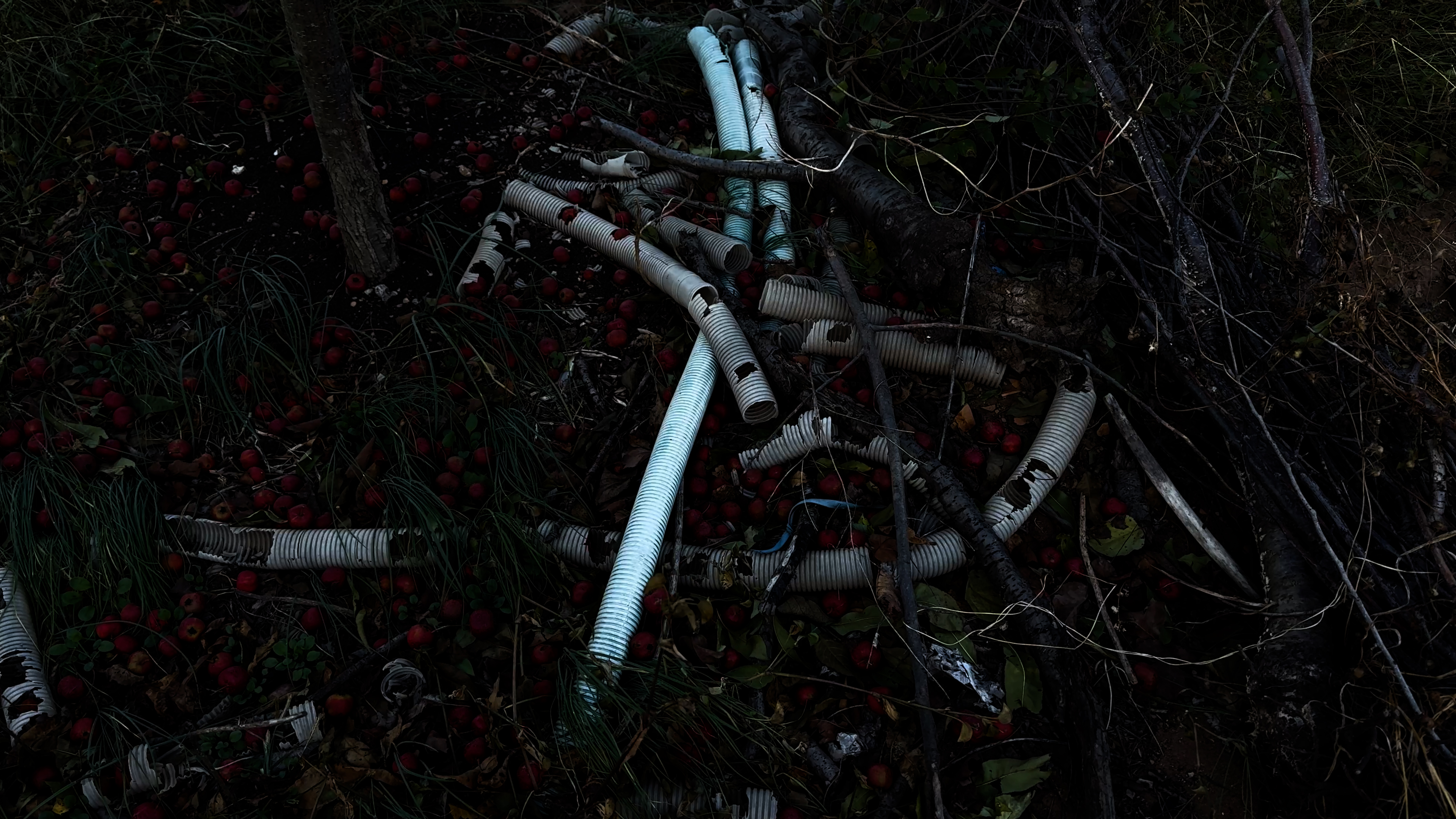 내일 건네줄 사과, 2024, 비디오, 단채널 비디오, 컬러, 사운드, 20분, 스틸 컷.(1)